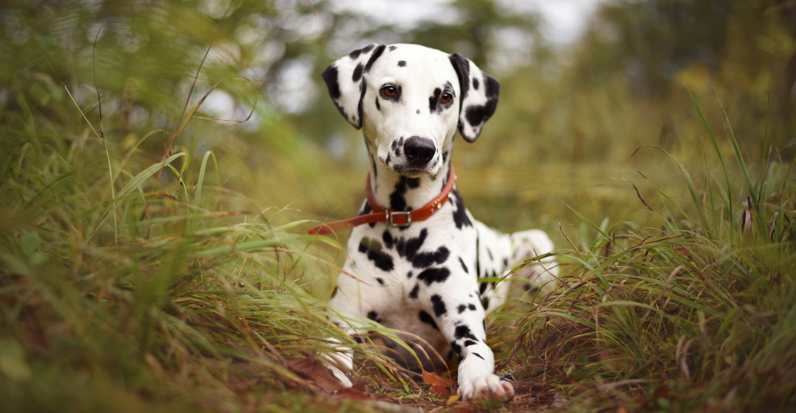 Are Dalmatians Very Smart Dogs